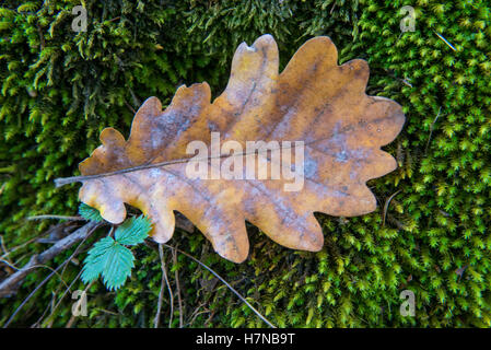 Single autumn colored oak leaf (Quercus) lying on moss, closeup, Divonne les Bains, Auvergne-Rhône-Alpes, France Stock Photo