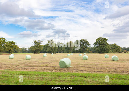 Dutch autumn landscape with plasticized hay bales Stock Photo