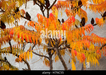 Autumn colored Staghorn Sumac (Rhus typhina), Divonne les bains, France Stock Photo