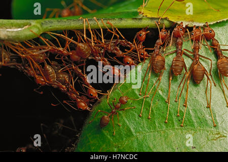 Weaver Ant (Oecophylla longinoda) worker gently squeezing larvae for ...