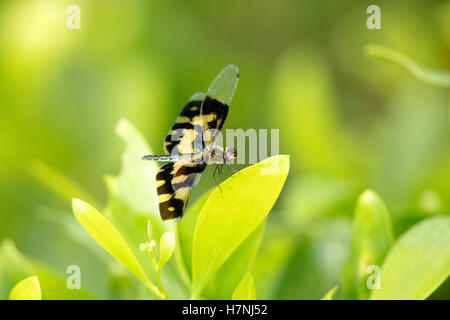 Dragonfly , Variegated Flutterer, Rhyothemis variegata, sitting on the green leaves. Beautiful dragon fly in the nature habitat
