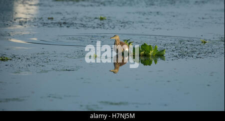 Indian Pond Herons Stock Photo