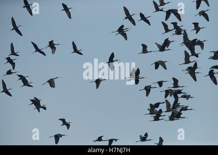 A flock of ibises in blue sky Stock Photo