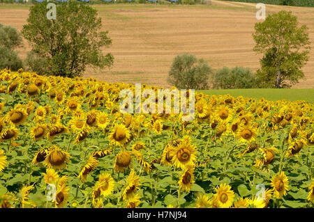 beautiful sunflowers in the beautiful Marche countryside near matelica,italy Hay bales Italian villages background blue bottle c Stock Photo
