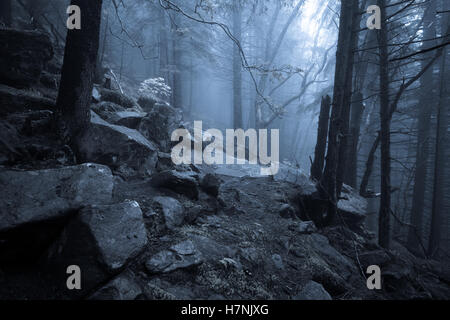 Rocky path through old foggy forest at night Stock Photo