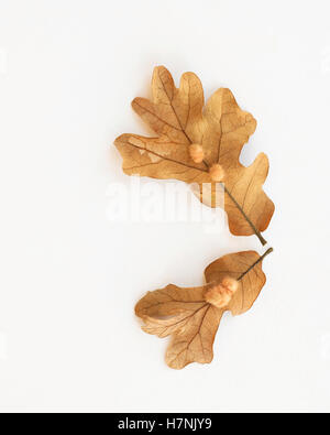 Galls on two white oak leaves. This gall is called an oak flake gall, caused by the laying of eggs by the cynipid wasp.Cutout. Oklahoma, USA. Stock Photo