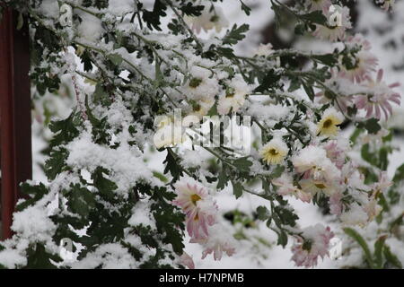 beautiful pink flowers in full bloom covered shine snow anomality of weather Stock Photo
