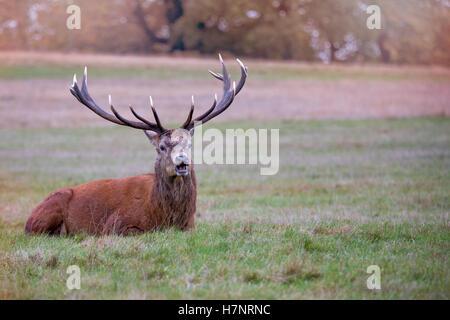 Red Deer Stag resting In Richmond Park UK Stock Photo