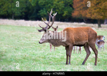 Red Deer stag In Richmond Park UK Stock Photo