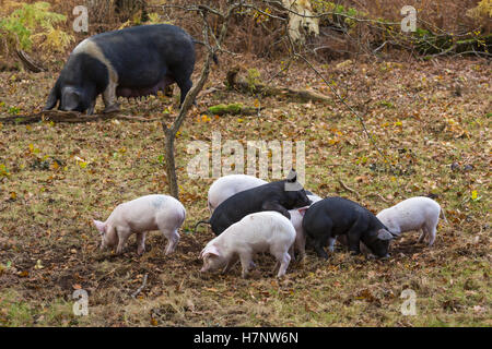 Pig and piglets foraging for acorns in pannage season at Anderwood in the New Forest, Hampshire UK  in November Stock Photo