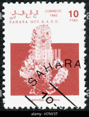 A stamp printed in Sahrawi Republic, shows the plant Euphorbia resinifera (Resin spurge). Stock Photo