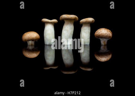 Three king oyster mushrooms and two brown champignons in row isolated on black reflective background Stock Photo