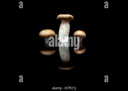 Three mushrooms in row, one king oyster mushroom and two brown champignons isolated on black reflective background Stock Photo