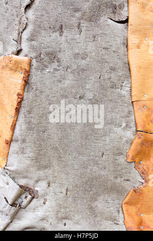 Birch bark texture Stock Photo