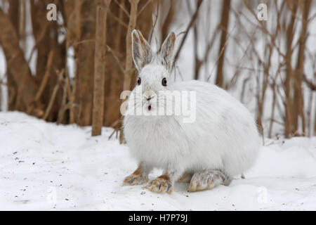 Snowshoe hare or Varying hare (Lepus americanus) in winter in Canada Stock Photo