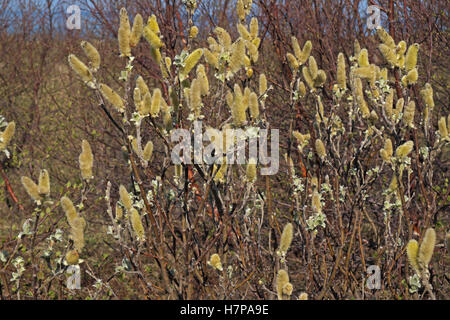 Downy Willow blossom (Salix lapponum), Husavik, Iceland. Stock Photo