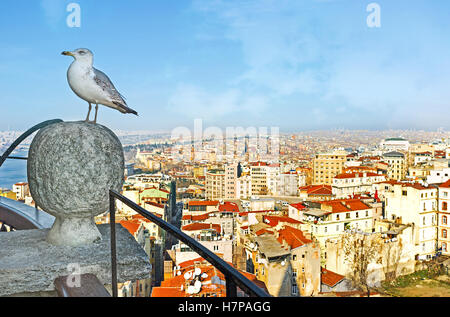 The Istanbul cityscape from Galata Tower with the gull, standing on the stone ball, Turkey. Stock Photo