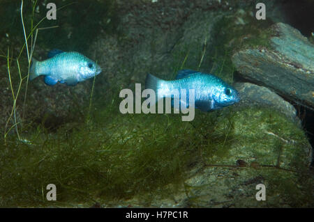 circuli desrt pupfish