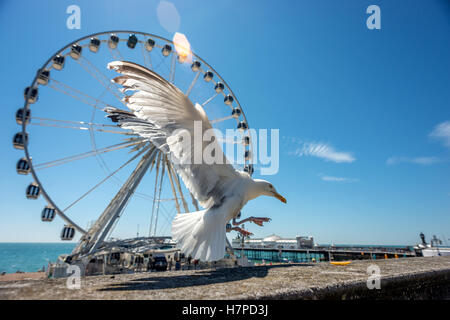 A seagull and the Brighton Wheel on the seafront Stock Photo