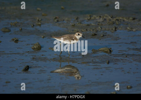 Single (Tibetan) lesser sand plover (Charadrius mongolus) walking on flat muddy coast at low tide along Asian migration flyway in Malaysia Stock Photo