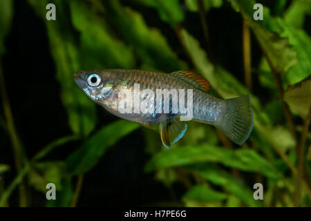 Portrait of freshwater livebearer fish (Brachyrhaphis roseni) in aquarium Stock Photo