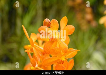 Mokara Gold Nugget orchids flower in the garden on green background Stock Photo