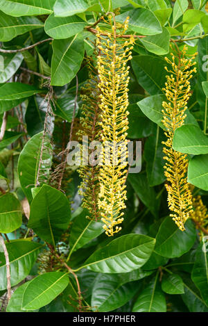 Lophanthera lactescens, Golden Chain Tree on the garden Stock Photo