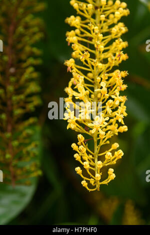 Lophanthera lactescens, Golden Chain Tree on the garden Stock Photo