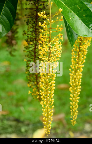 Lophanthera lactescens, Golden Chain Tree on the garden Stock Photo