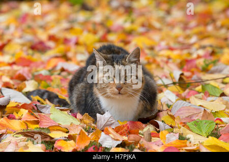 Domestic Cat, portrait of single adult resting amongst Autumn leaves. Worcestershire, UK. Stock Photo