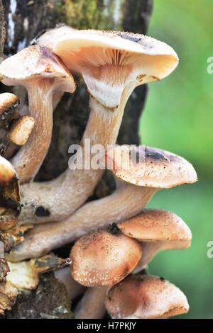 Sunlight on the Autumn Fruiting Fungi Stock Photo