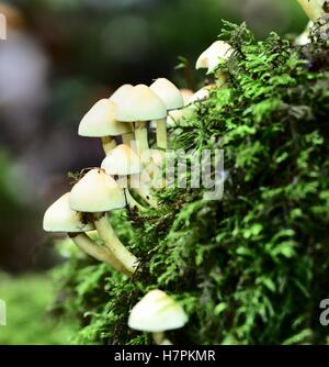 Sunlight on the Autumn Fruiting Fungi Stock Photo