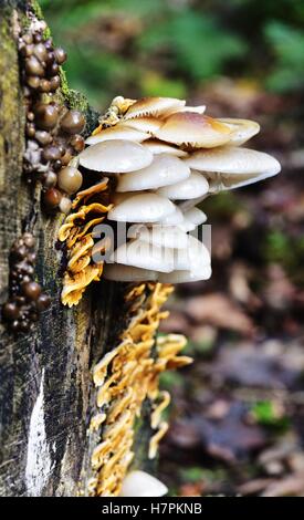 Sunlight on the Autumn Fruiting Fungi Stock Photo