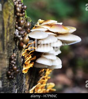 Sunlight on the Autumn Fruiting Fungi Stock Photo