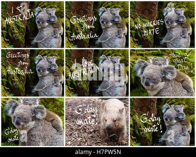 native australian animals collage