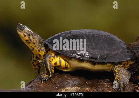 Colombian wood turtle (Rhinoclemmys melanosterna) on riverbank, Chocó ...