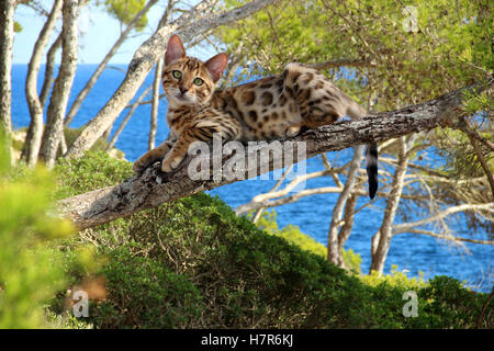 young domestic cat, bengal cat, lying on a branch in a pine forest by the sea, Mediterranian Sea Stock Photo