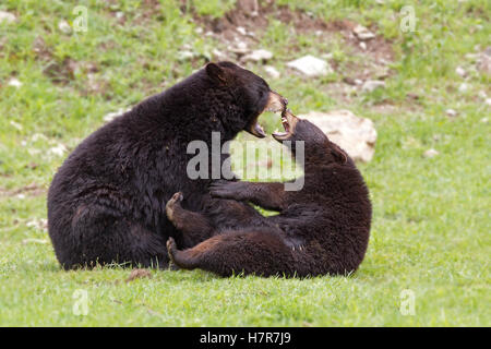 Two Black bears playing with each other in Canada Stock Photo
