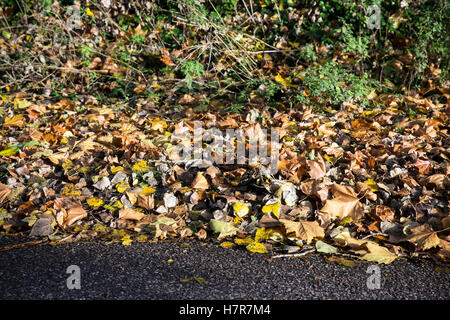 abstract, auto, autumn, background, brown, car, close, colorful, copy, day, dead, fall, glass, green, hood, leaf, light, maple, Stock Photo
