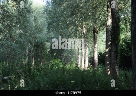 A grove of Eucalyptus trees in South Somerset, England Stock Photo