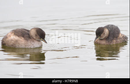 A pair of  Little Grebes (Tachybaptus ruficollis), Dabchick, in winter plumage. Rye Harbour Nature Reserve, Rye Harbour, Sussex, Stock Photo