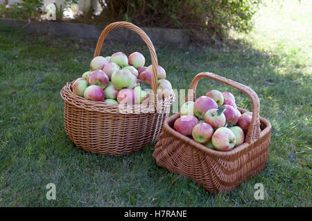 APPLES from this year´s harvest in baskets Stock Photo