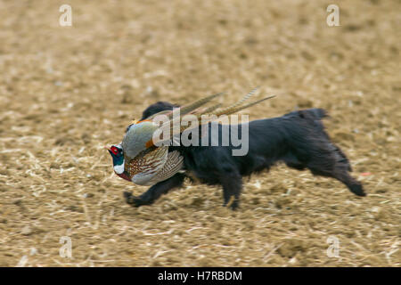 Cocker Spaniel retrieving a pheasant on game shoot Stock Photo