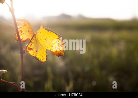 Single yellow dry grapevine leaf in autumn time hanged on a twig Stock Photo