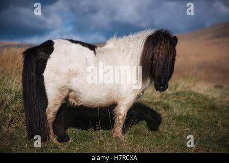 Miniature wild Welsh mountain pony on the Black Mountain range in the Brecon Beacons National Park, Wales, UK Stock Photo