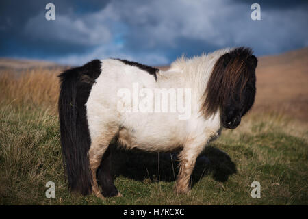 Miniature wild Welsh mountain pony on the Black Mountain range in the Brecon Beacons National Park, Wales, UK Stock Photo