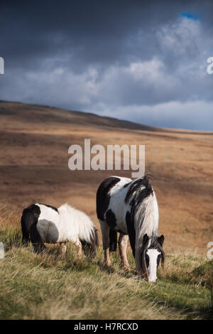Wild Welsh mountain ponies on the Black Mountain range in the Brecon Beacons National Park, Wales, UK Stock Photo