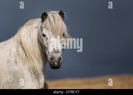 Wild Welsh mountain pony on the Black Mountain range in the Brecon Beacons National Park, Wales, UK Stock Photo