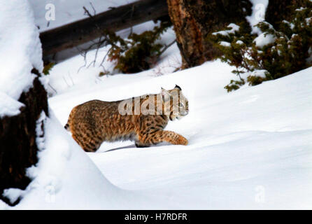 Bobcat in snow Stock Photo