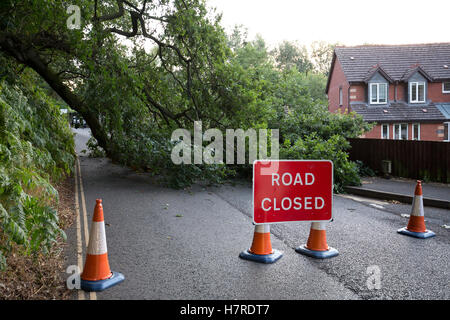 Road closure due to fallen Oak tree at Stanley Lane junction with Brook Hollow, Bridgnorth, Shropshire,uk Stock Photo